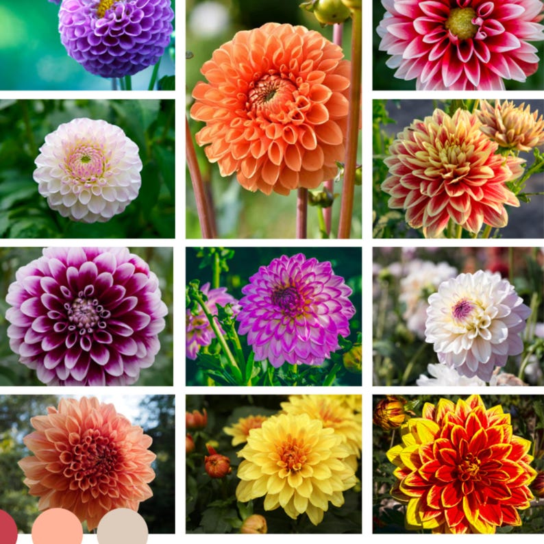 Mix Color Rare Dahlia Seeds Attracts Pollinators, Long Blooming Season, Vibrant Colors, Excellent Cut Flower, Plant in Spring Bild 2