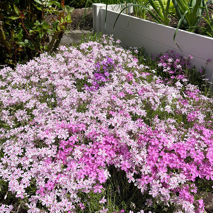 Perennial Cluster Phlox , Shibazakura Seeds