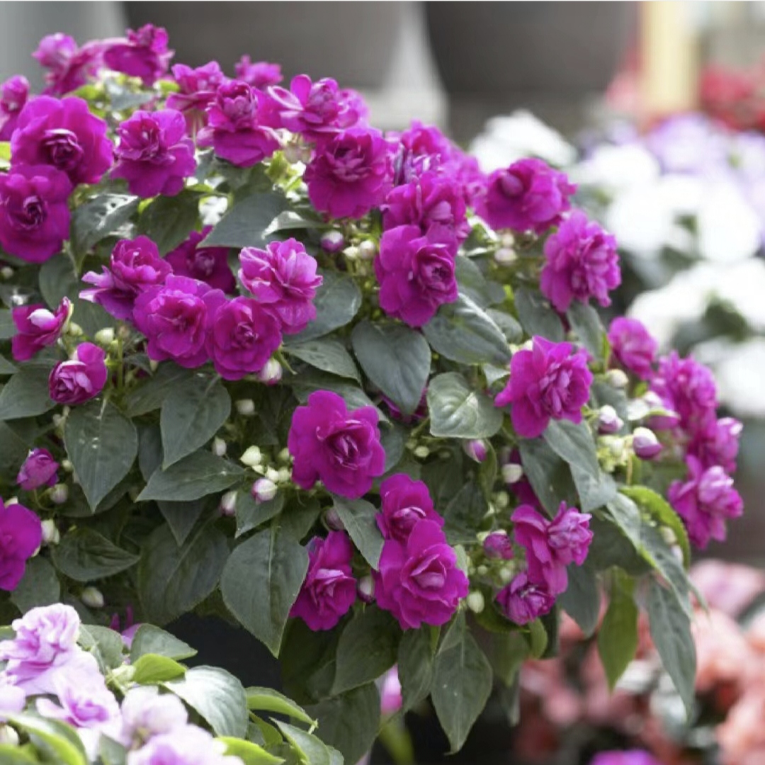 Double Impatiens Seeds - A Symphony of Petals in Nature's Garden