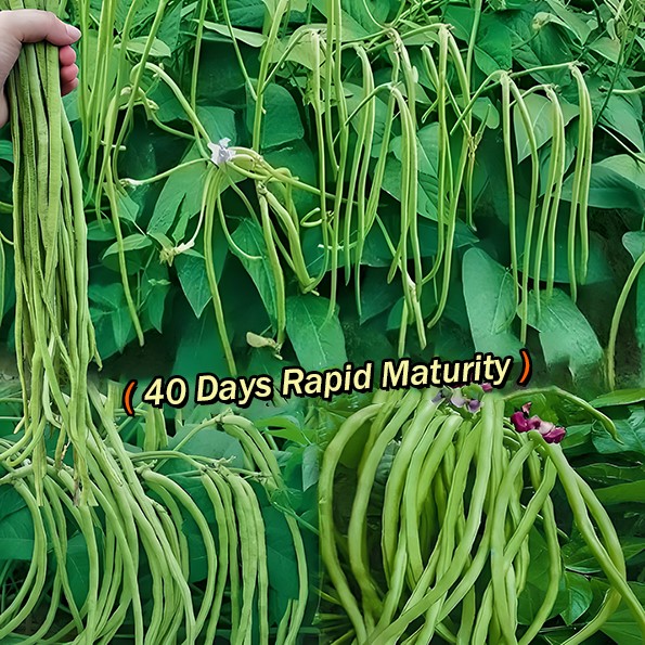 [Copy]🫘Container Bush Beans Mascotte