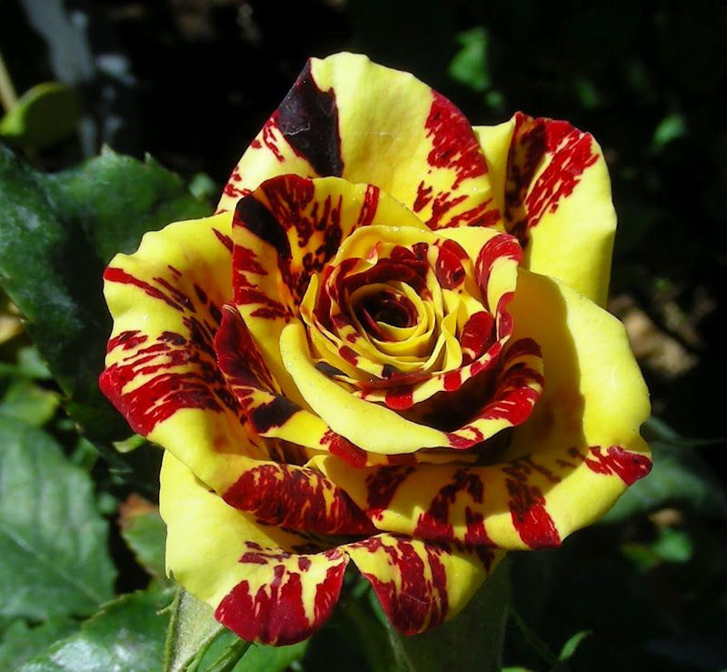 Exotic Colorful Rose Seeds Rare Variety
