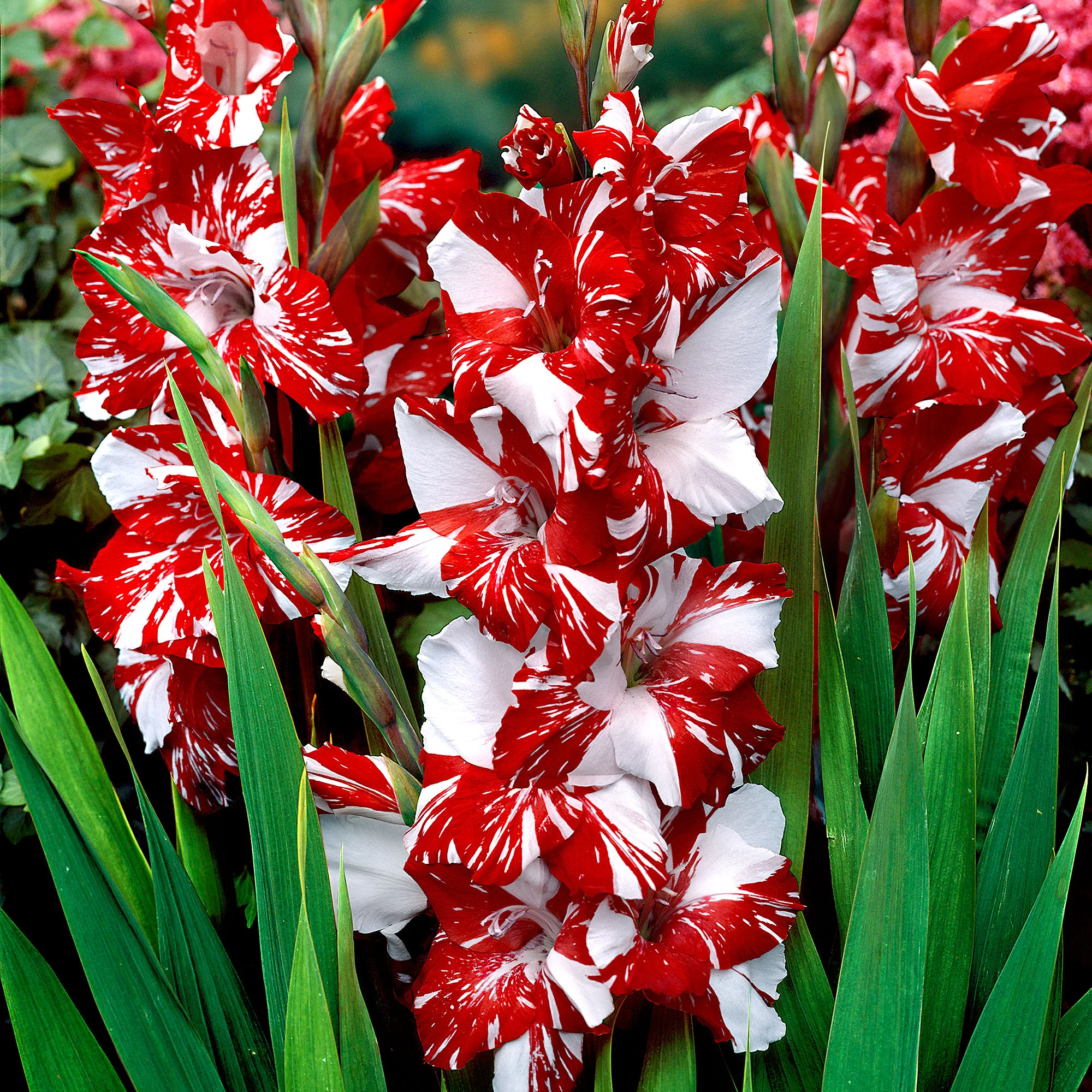 Gladiolus Flower