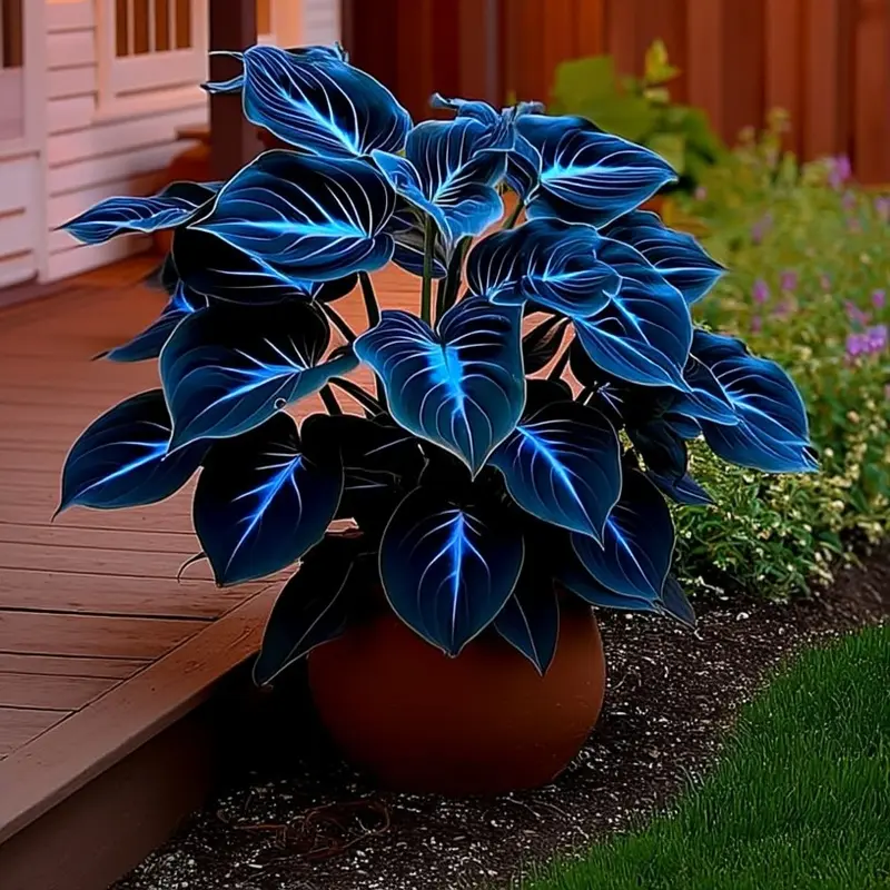 🌌“Rare Midnight Hostas Seeds – Like Stars Sprinkled on Every Leaf”