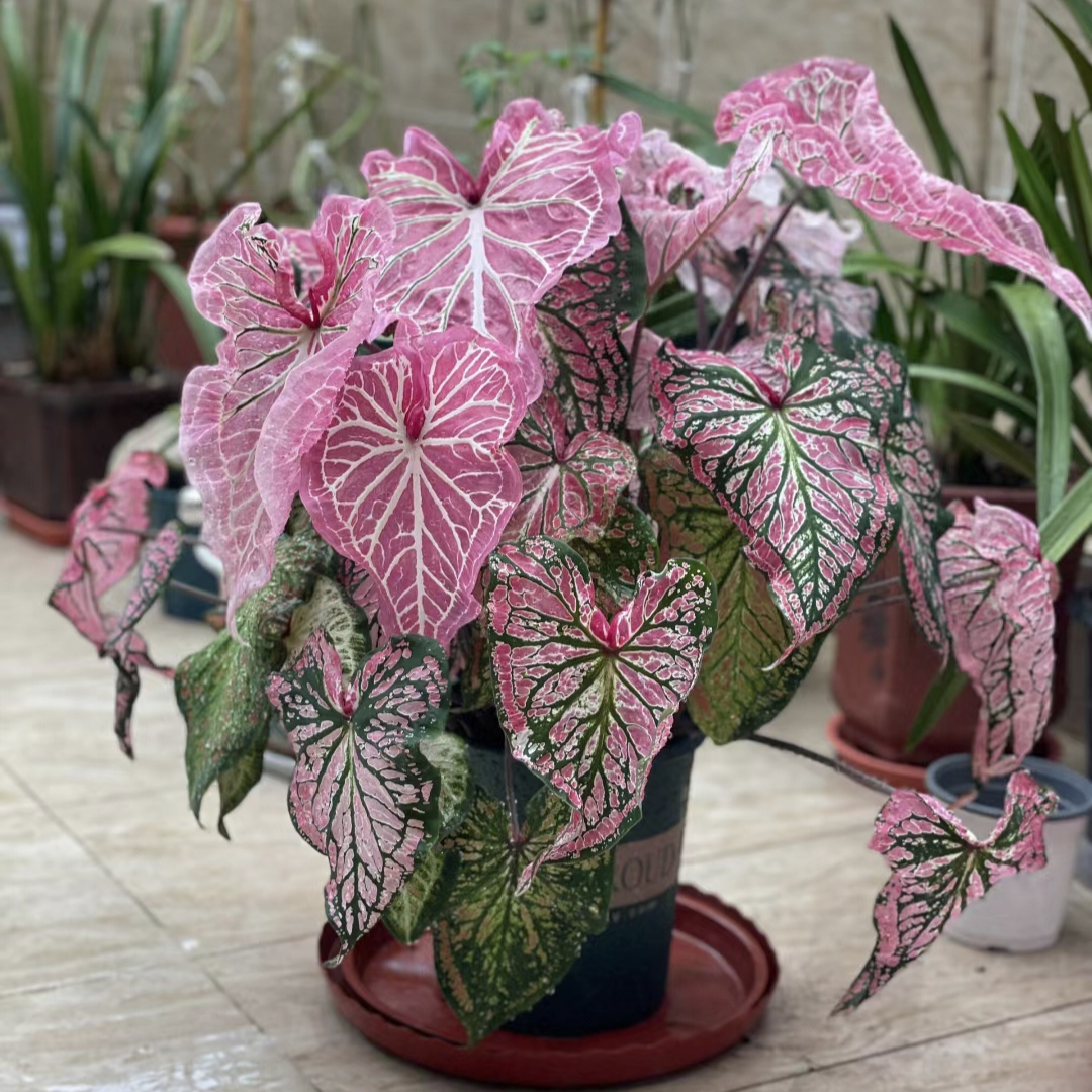 Caladium Peppermint