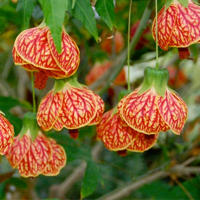 Abutilon Pictum Seeds