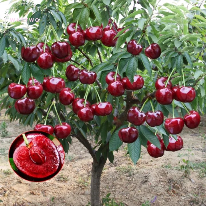 Ruby Cherry Seeds