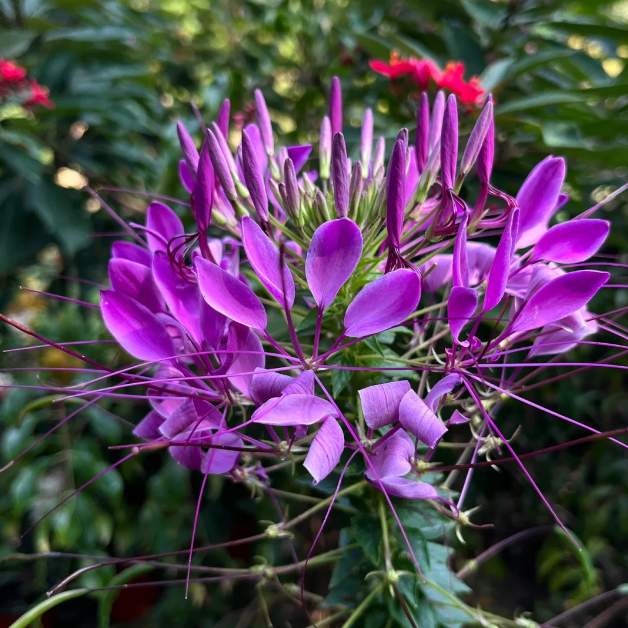 Mix Cleome Seeds