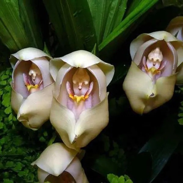 Egrow 100Pcs /包安古洛种子睡着的天使儿童形状的花园种子家庭办公室盆栽植物