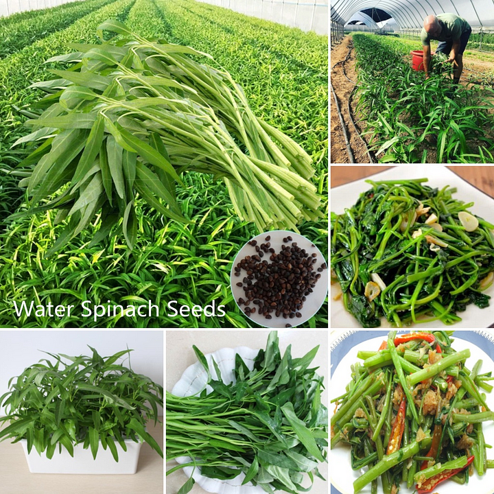 Three-Pronged Water Spinach Seeds
