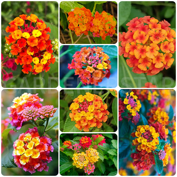 🌺Colorful Elf Lantana Seeds - Repels Mosquitoes And Flies