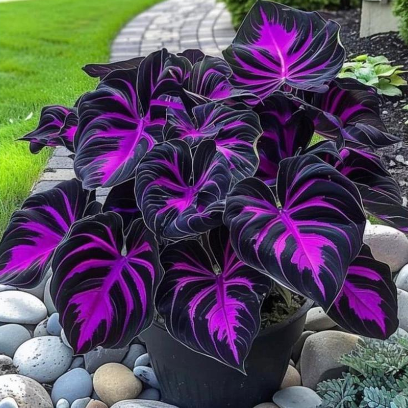 🌌“Rare Midnight Hostas Seeds – Like Stars Sprinkled on Every Leaf”