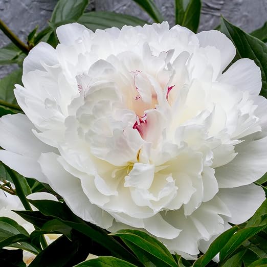Peony Seeds Perennial Attract Butterflies Deer & Rabbit Resistant Low Maintenance Fragrant