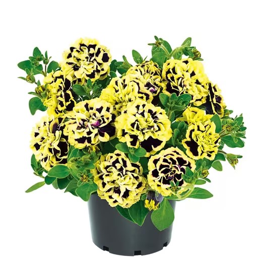 Black Pearl Double Petunia Seeds
