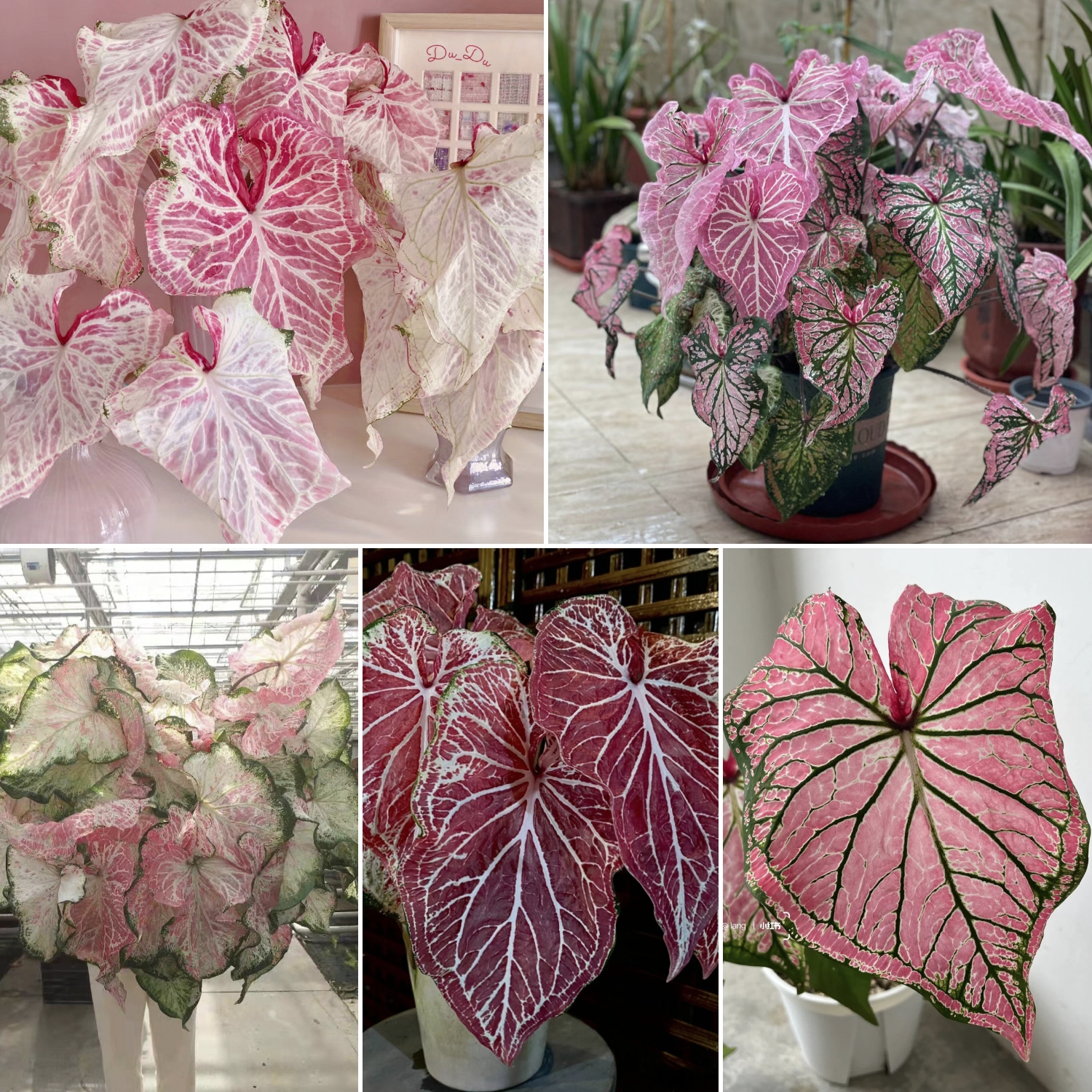 Caladium Peppermint
