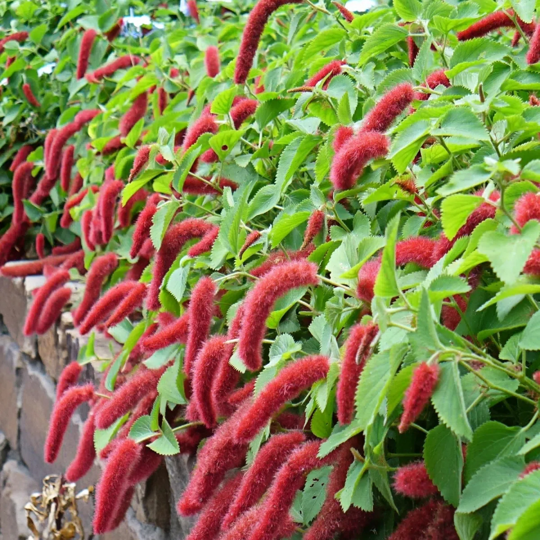 Chenille Firetail Plant
