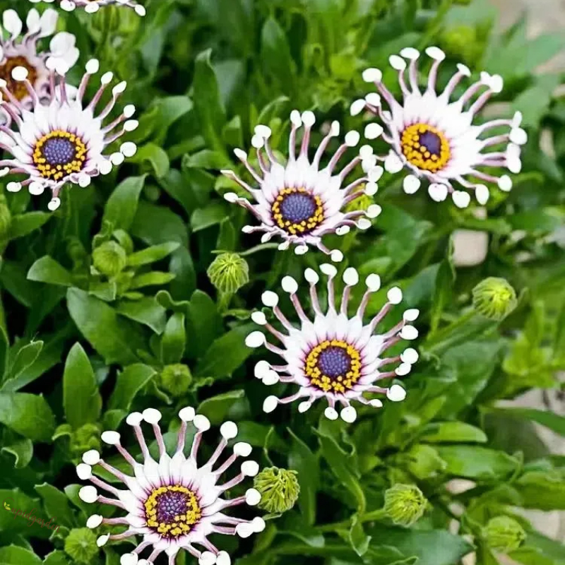 Blue Daisy Plants Flower Seeds