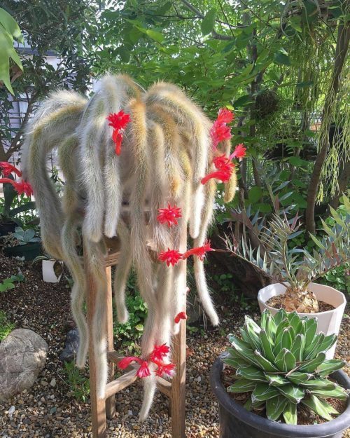 Hildewintera colademononis - Monkey Tail Cactus Seeds