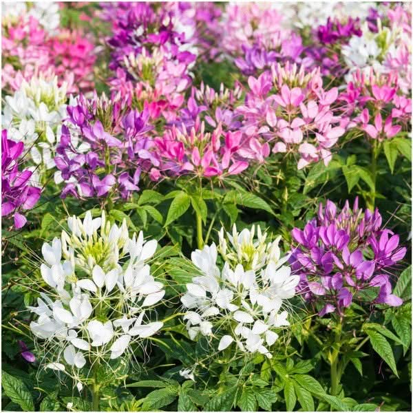 Mix Cleome Seeds