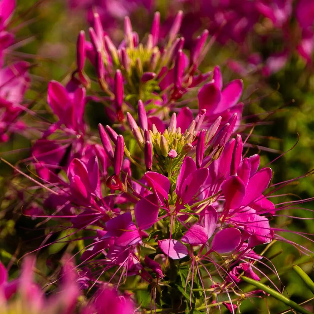 Mix Cleome Seeds