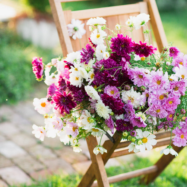 Cosmos Double Click Mix &ndash; Floret Library