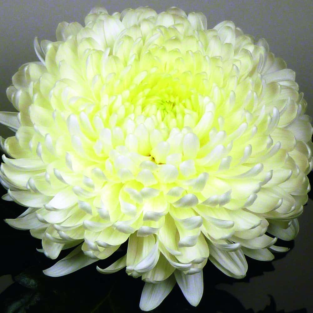 🌺The Flower of Elegance—Giant Chrysanthemum