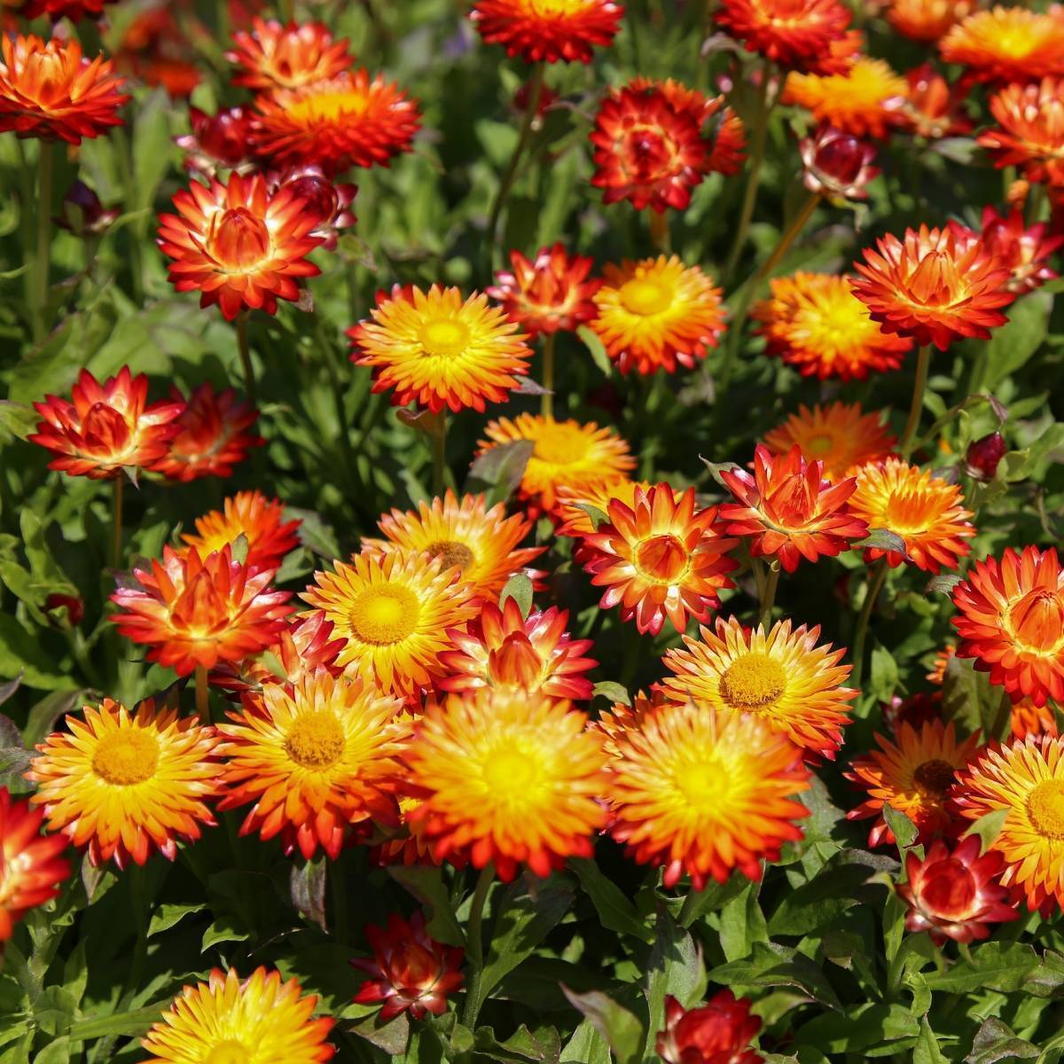 Strawflower Seeds Xerochrysum Bracteatum