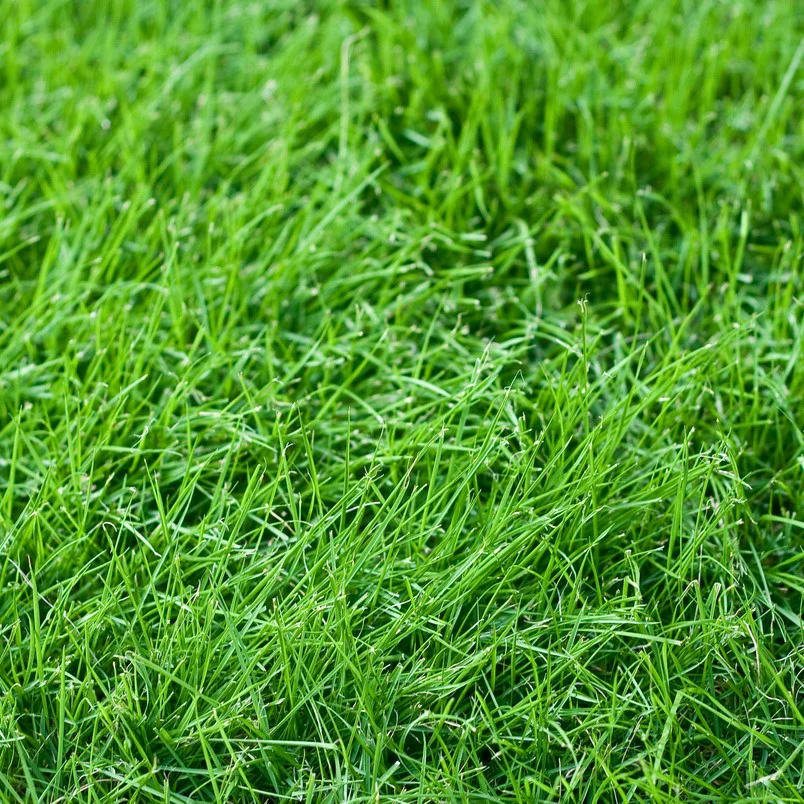 Lawn Grass Seeds