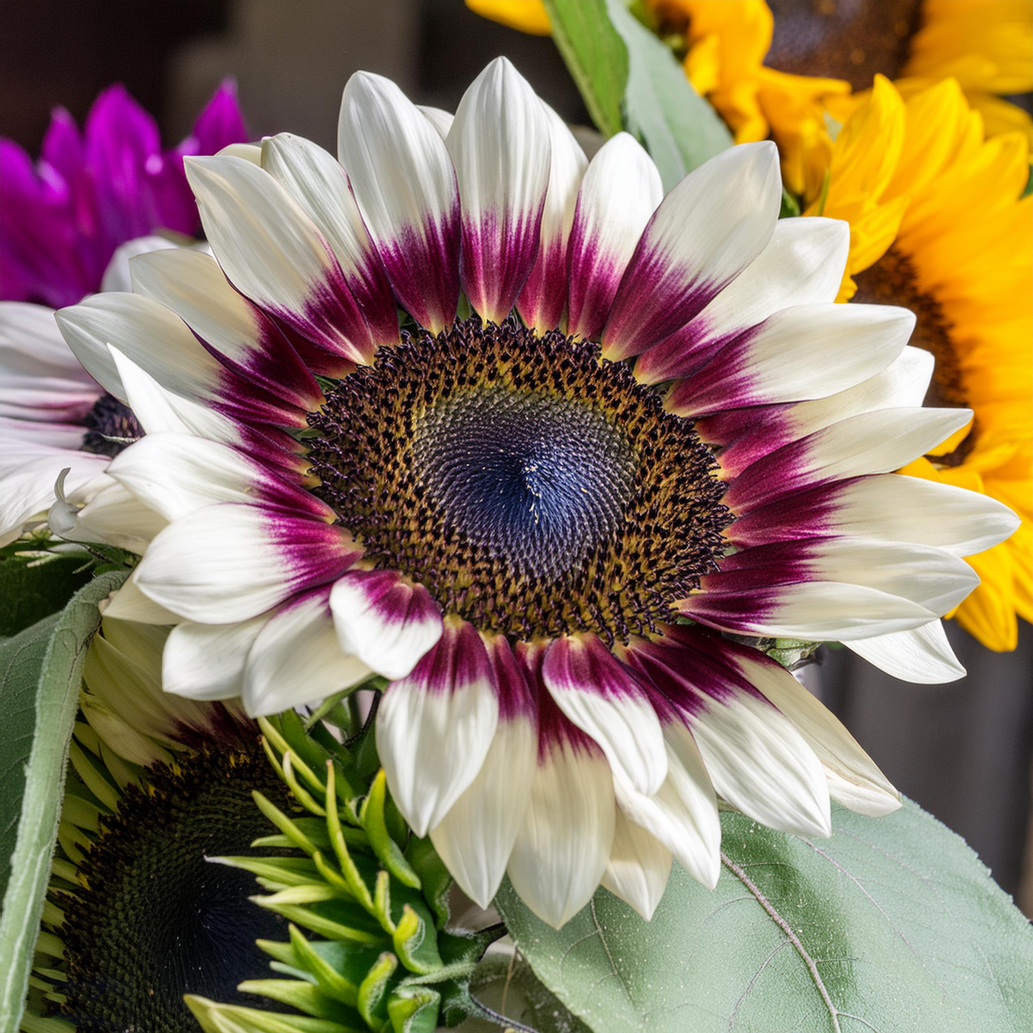 Pueple White Sunflower