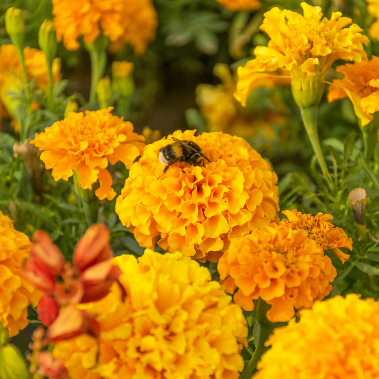 Marigold Seeds-Blooms in a Range of Warm Hues