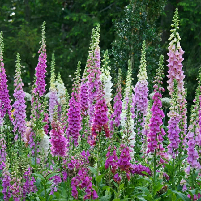 Mixed Foxglove Seeds