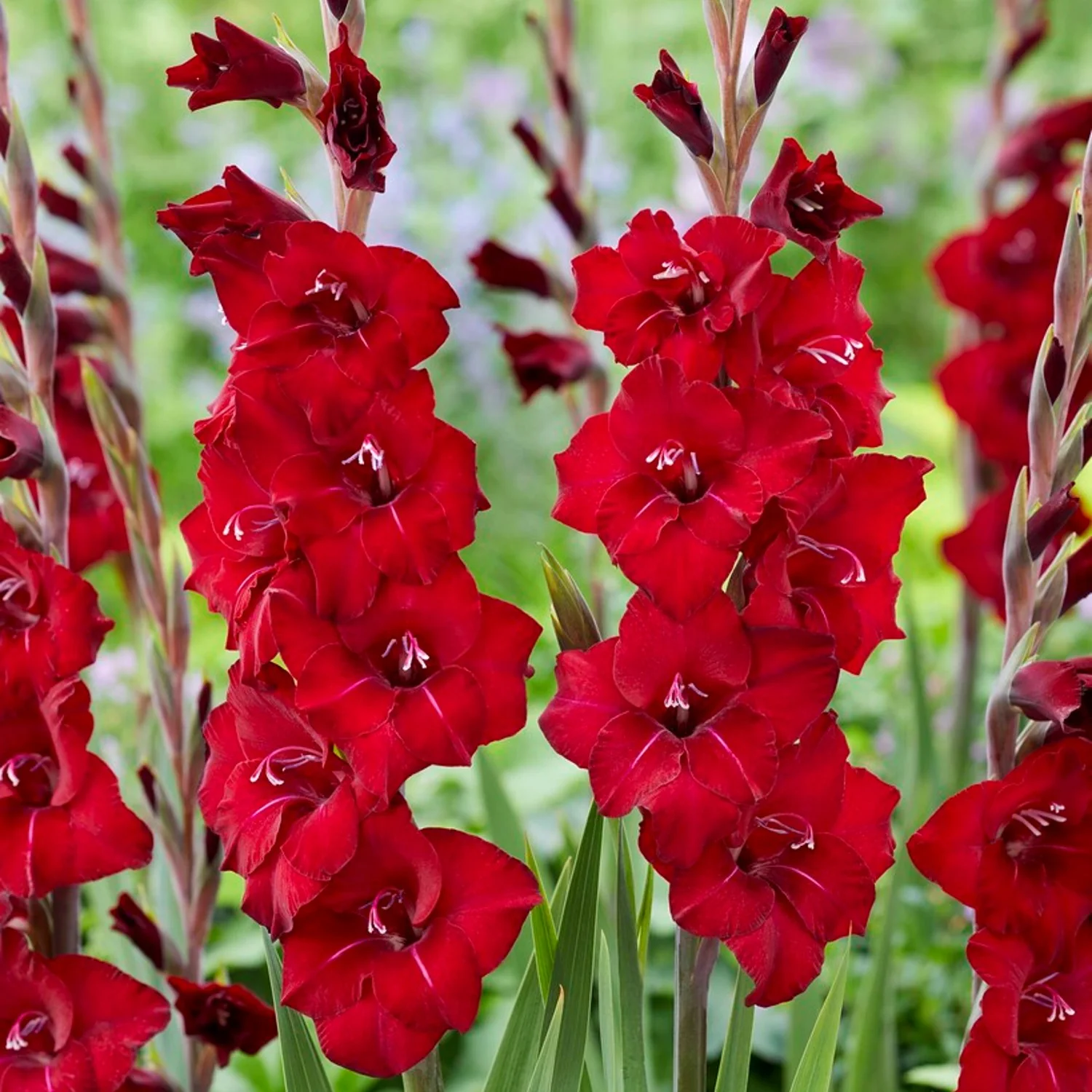 Gladiolus Flower