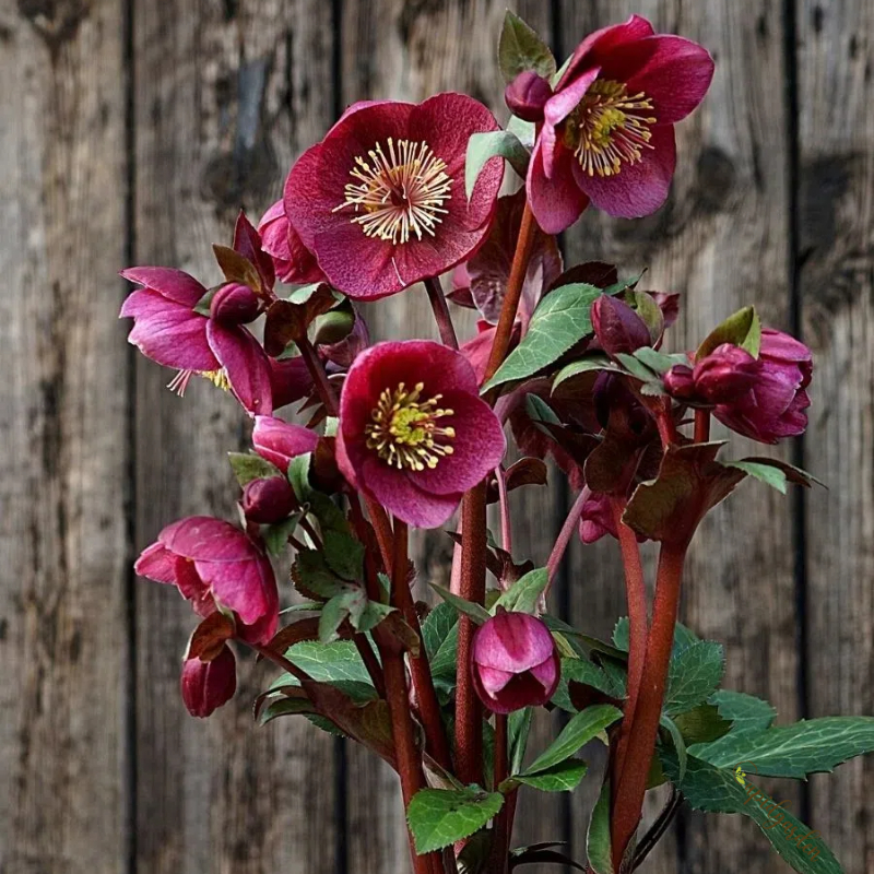 Hellebore Christmas Rose Seeds