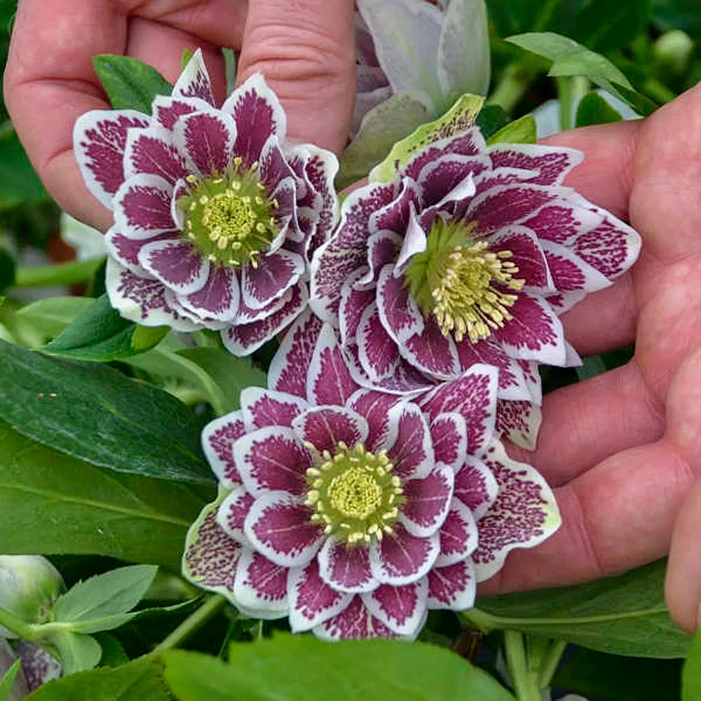Hellebore Christmas Rose Seeds
