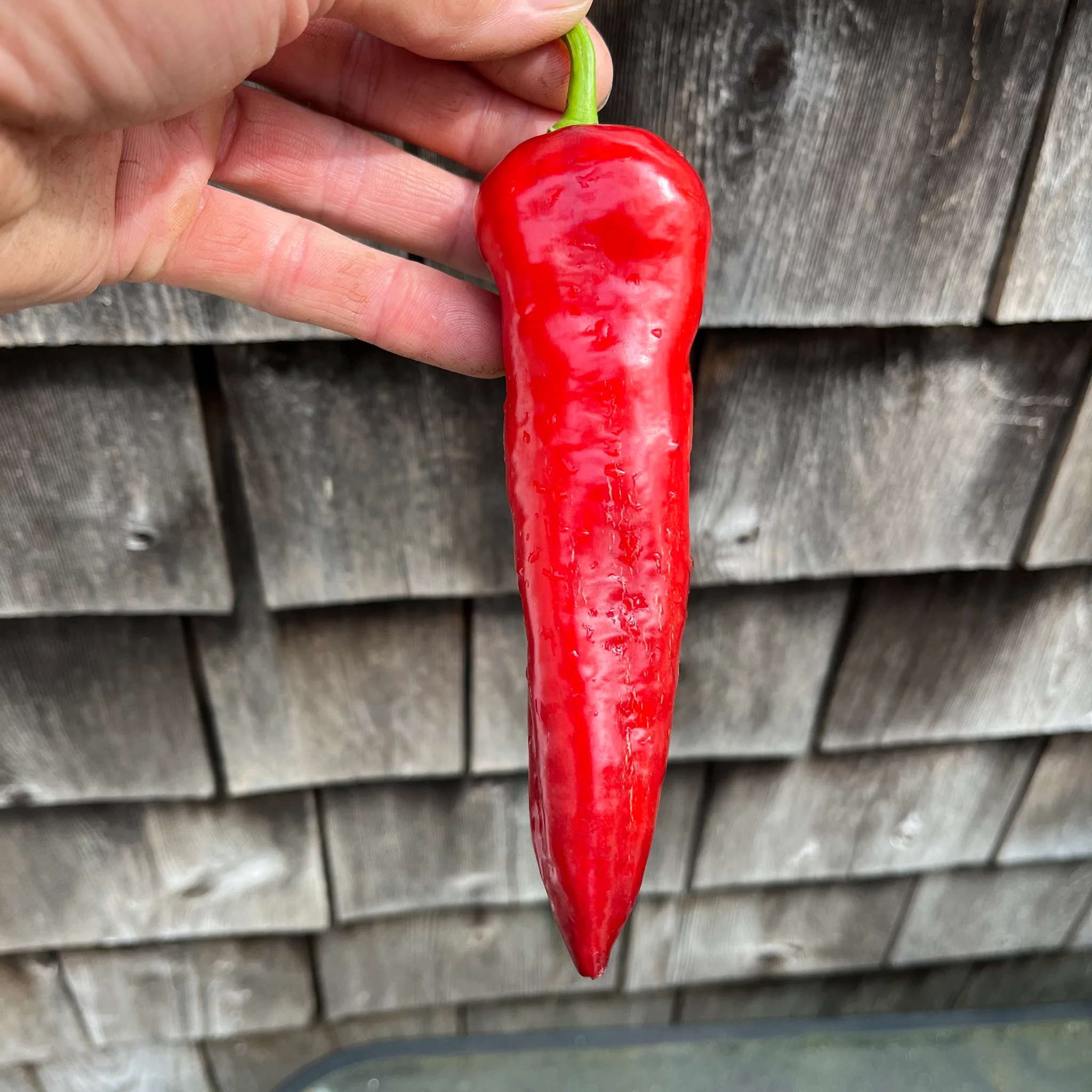 Spanish Mammoth Sweet Pepper Seeds
