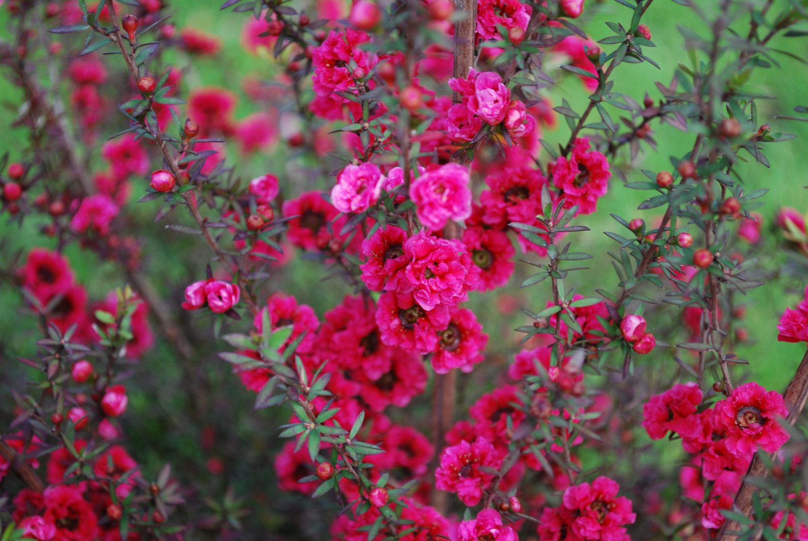 Leptospermum Scoparium Red Damask | Emerald Plants