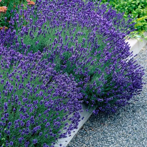 Lavender Seeds Long Blooming