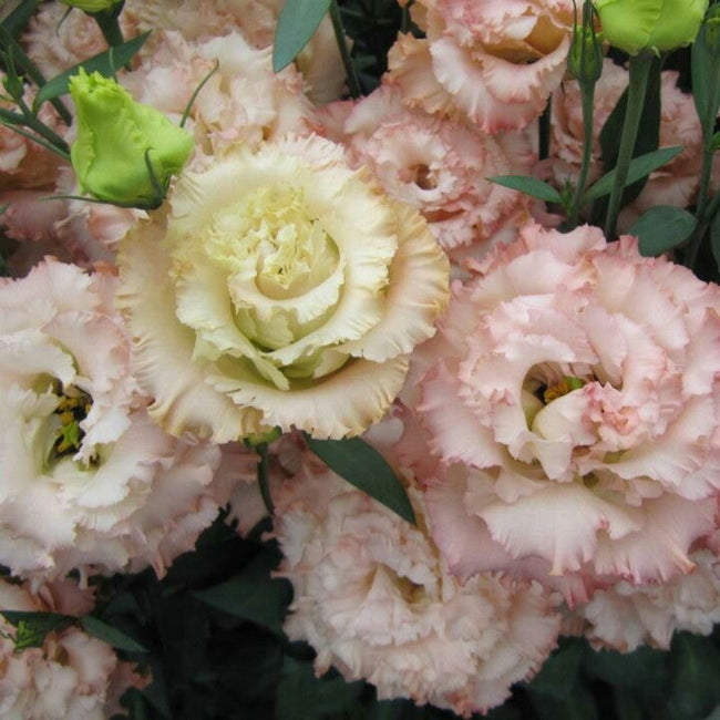 Gallery Flowers &ndash; Seven Stars Flowers & Farm