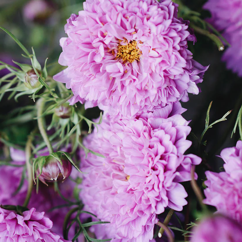 Double Cosmos Seeds