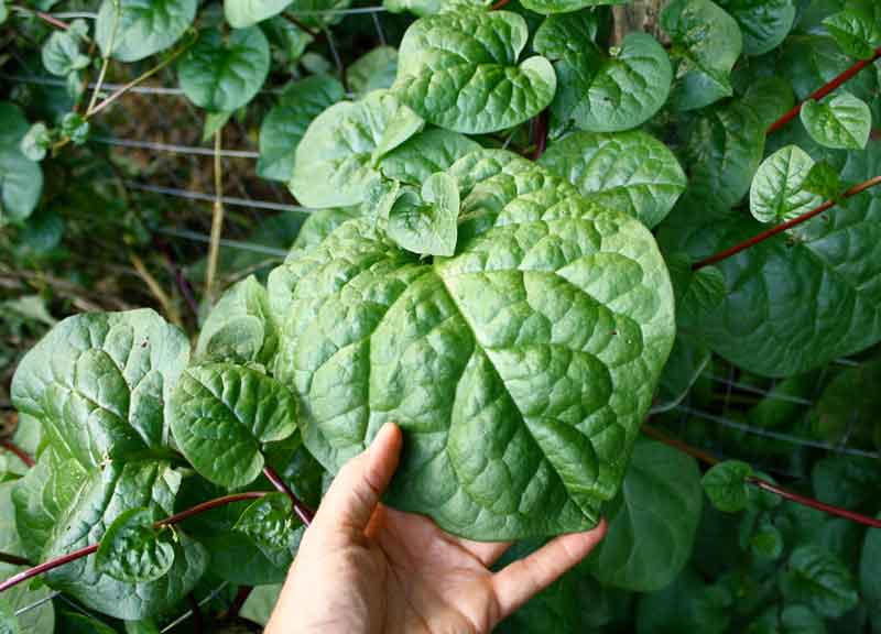 Malabar Spinach: Easy, Edible and Elegant | Triangle Gardener Magazine