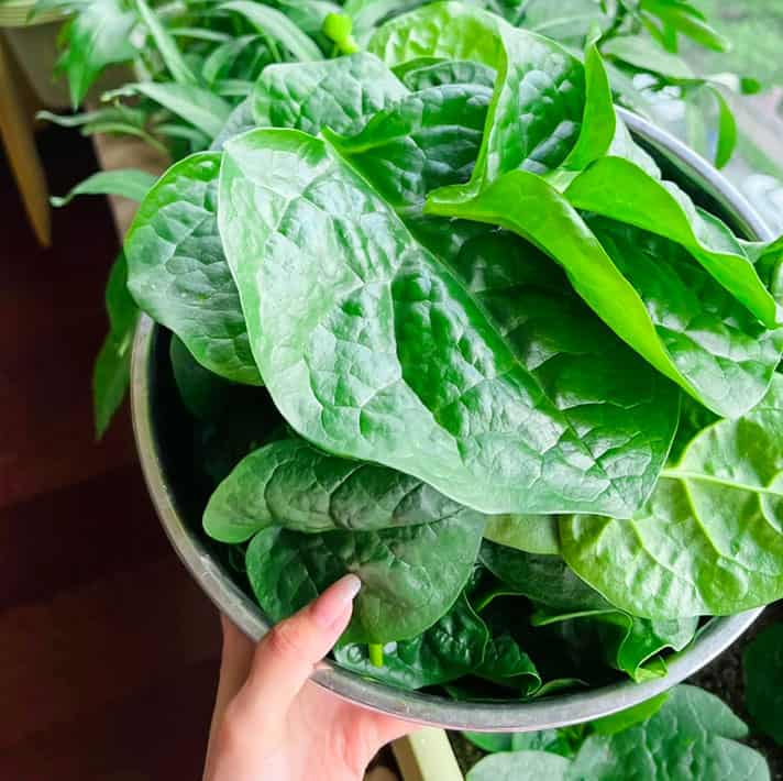 Malabar Spinach Seeds