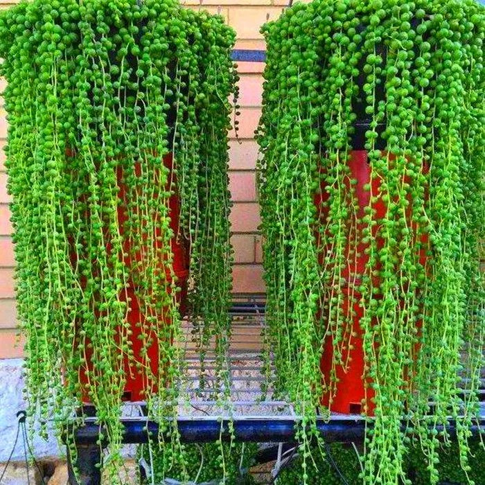 Pearl Spider Plant Seeds