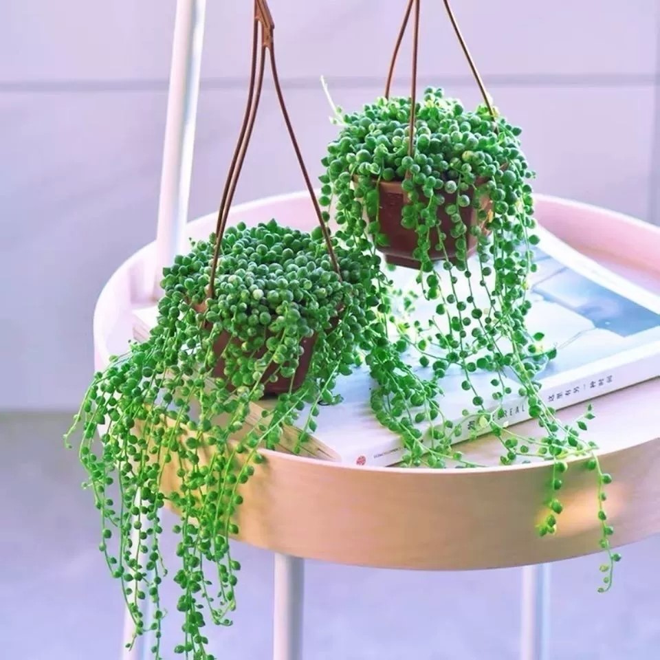 Pearl Spider Plant Seeds