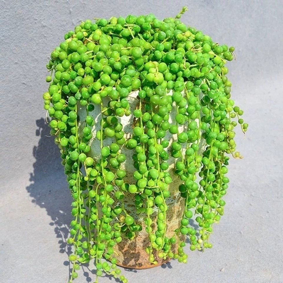 Pearl Spider Plant Seeds