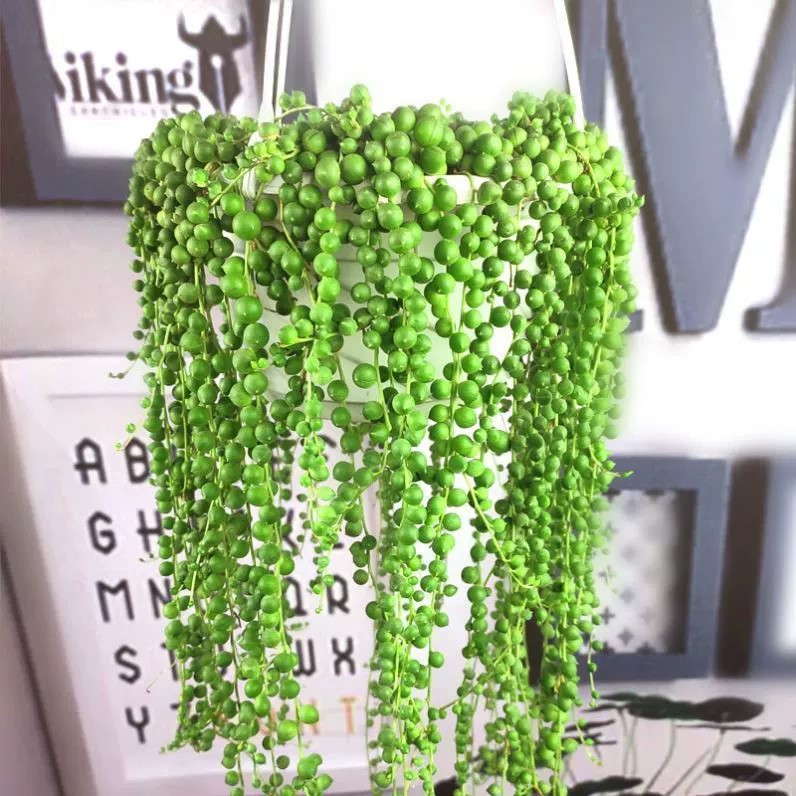 Pearl Spider Plant Seeds
