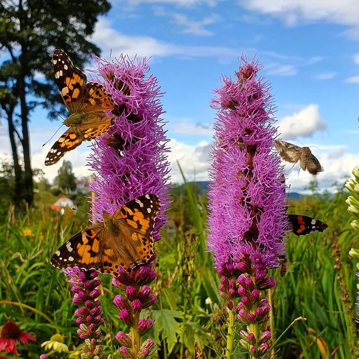 Gartenpalette 🦋Prairie Blazingstar
