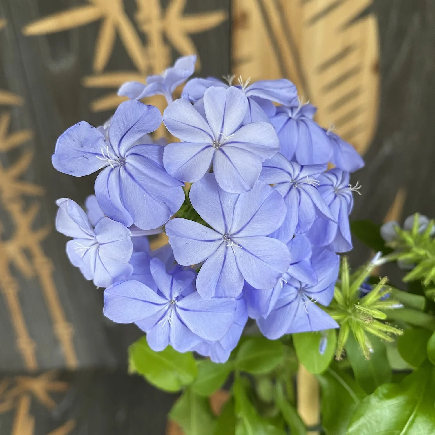 Plumbago Auriculata Seeds