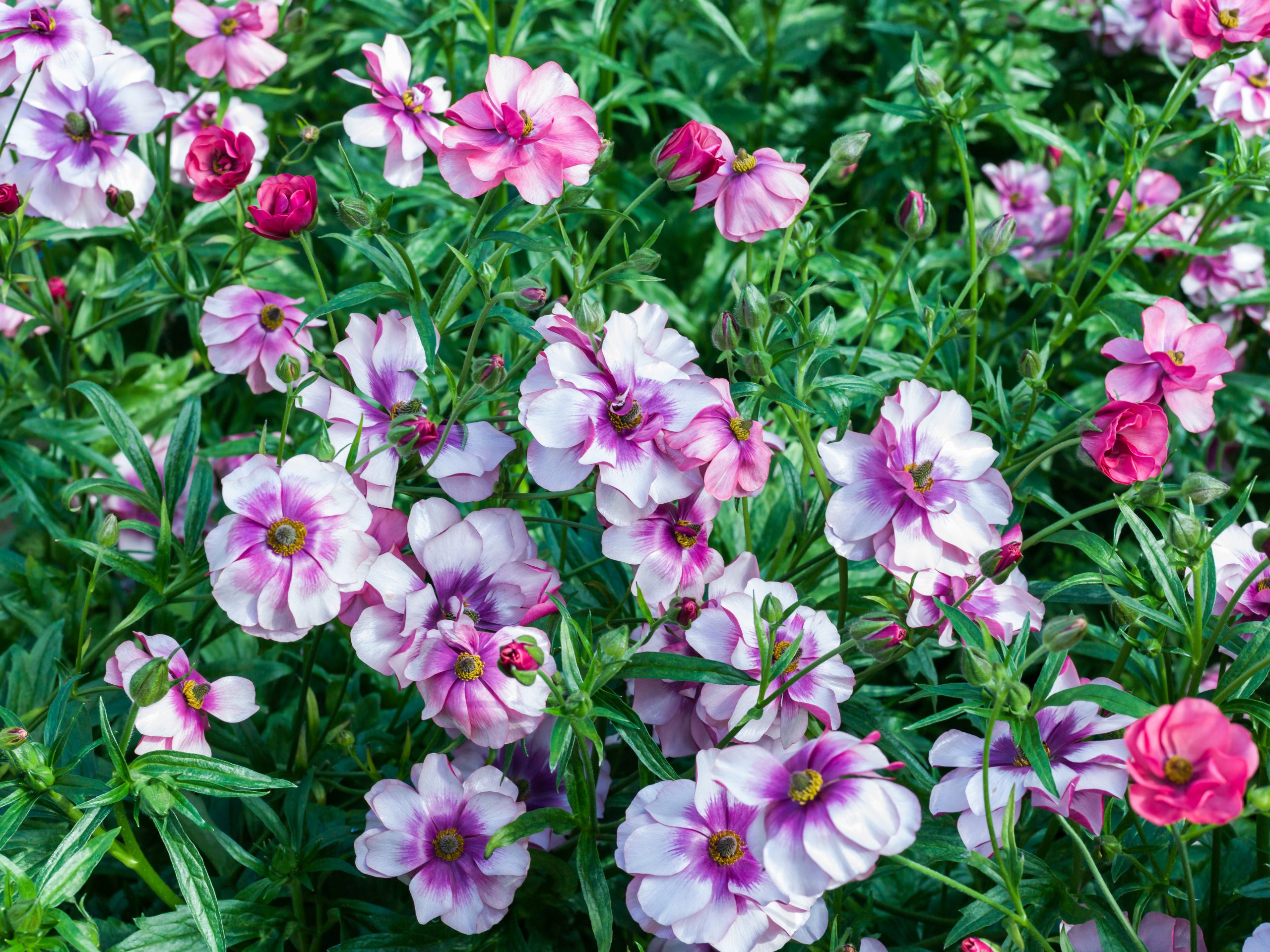 Thiva&reg; &ndash; Monarch Flowers