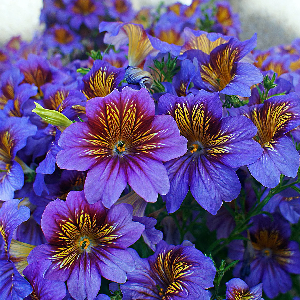 Salpiglossis Sinuata Seeds