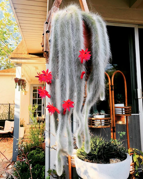 Hildewintera Colademononis Stunning Monkey Tail Cactus Red, 48% OFF