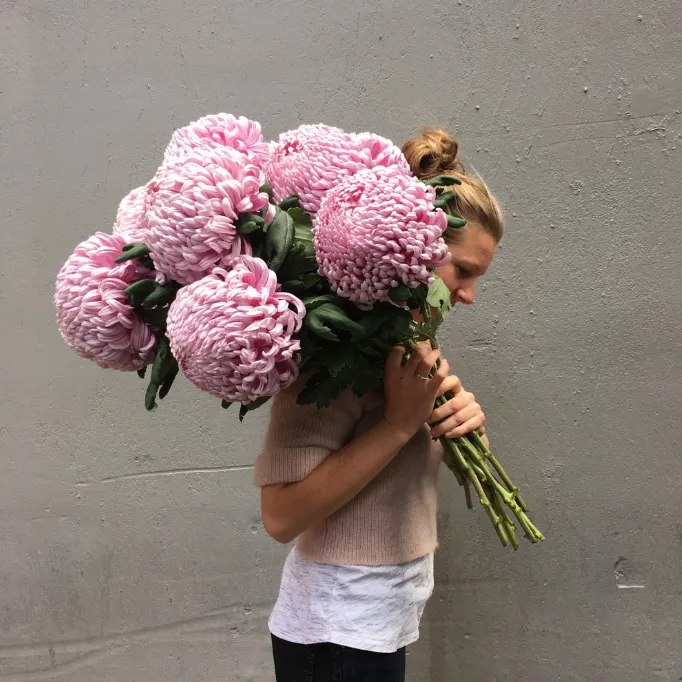 🌺The Flower of Elegance—Giant Chrysanthemum